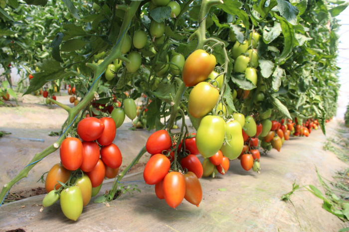 Seminte de tomate Bacalar F1 500 seminte [3]