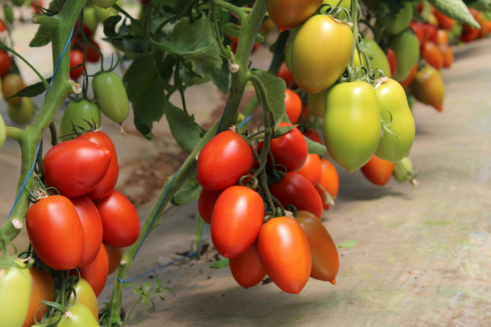Seminte de tomate Bacalar F1 500 seminte [2]