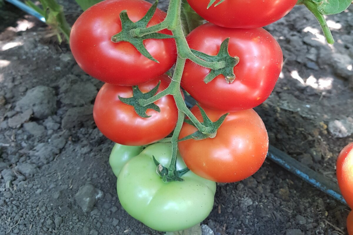 Seminte de tomate beldine F1 500 seminte [2]