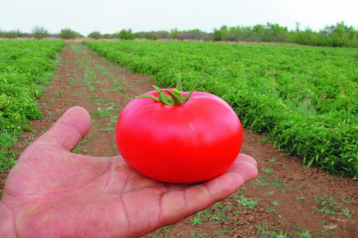 Seminte de tomate Bobcat F1 1000 seminte [2]