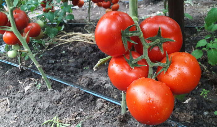 Seminte de tomate Dinakor F1 500 seminte [3]