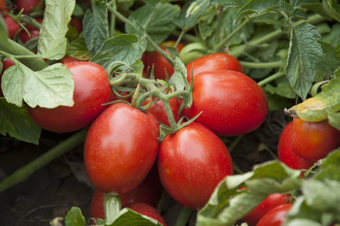 Seminte de tomate Firmus F1 2500 seminte [3]