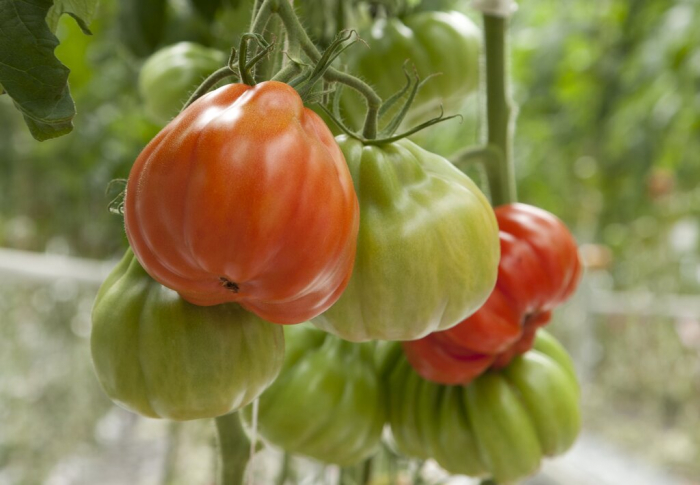 Seminte de tomate Gigawak F1 500 seminte [3]
