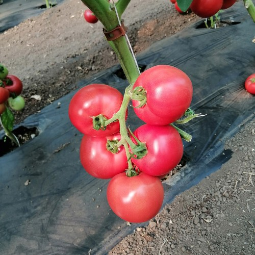 Seminte tomate HTP-11 [2]