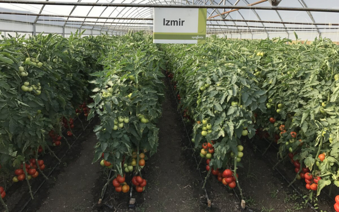 Seminte de tomate Izmir F1 500 seminte [3]