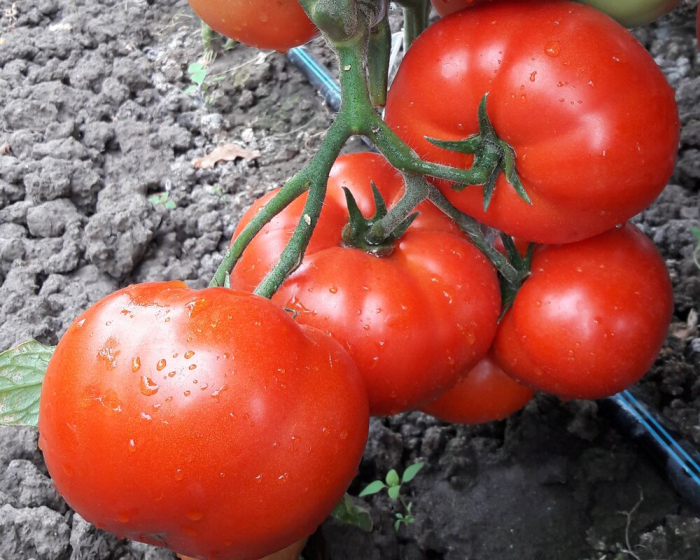 Seminte de tomate Kaponet F1 500 seminte [2]