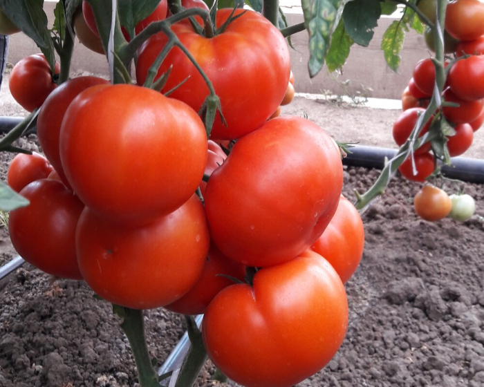 Seminte de tomate Kaponet F1 500 seminte [3]