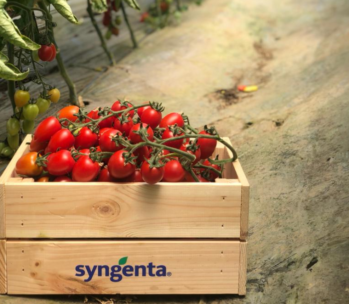 Seminte de tomate Landolino F1 500 seminte [2]