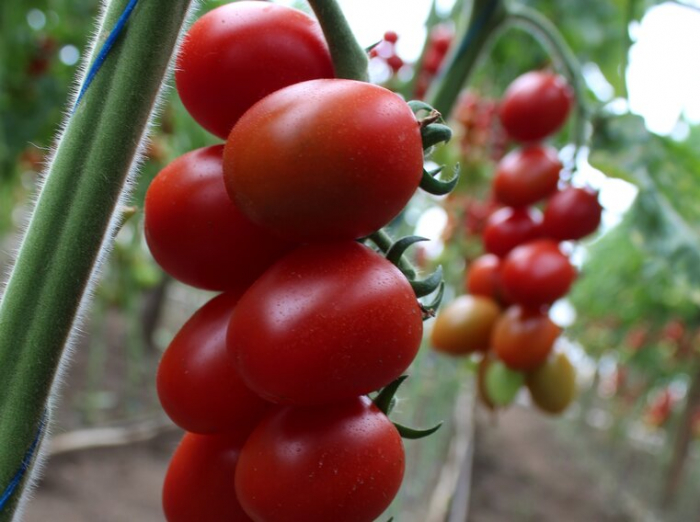 Seminte de tomate Landolino F1 500 seminte [3]