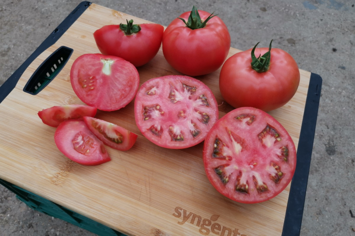Seminte de tomate Manekro F1 500 seminte [3]