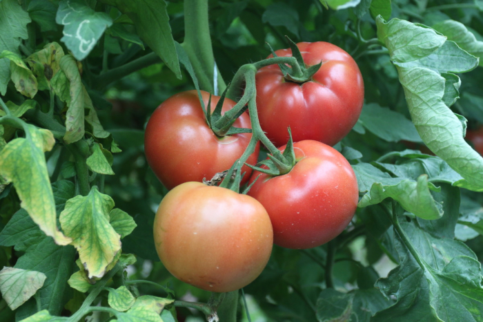 Seminte de tomate Manekro F1 500 seminte [4]