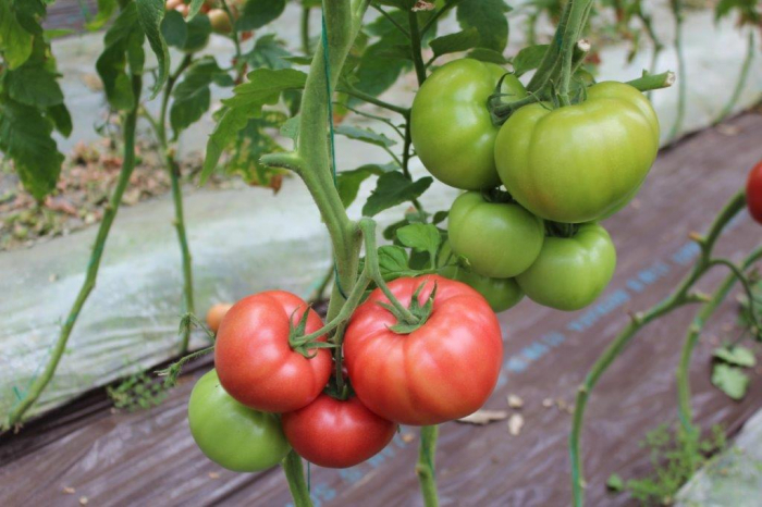 Seminte de tomate Manekro F1 500 seminte [5]
