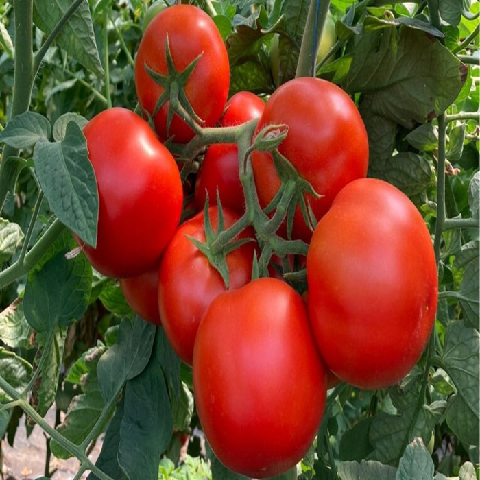 Seminte de tomate Paronema F1 500 seminte [2]