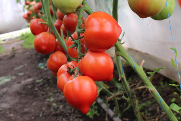 Seminte de tomate Pekonet F1 500 seminte [3]