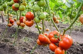 Seminte de tomate Qualitet F1 500 seminte [2]