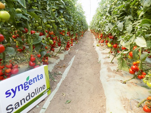 Seminte de tomate Sandoline F1 500 seminte [4]