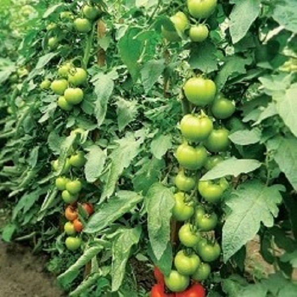 Seminte de tomate Sandoline F1 500 seminte [2]