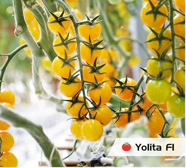 Seminte de tomate Yolita F1 500 seminte [2]
