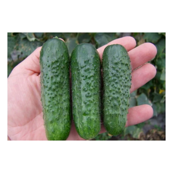 Seminte se Castraveti Florist [2]