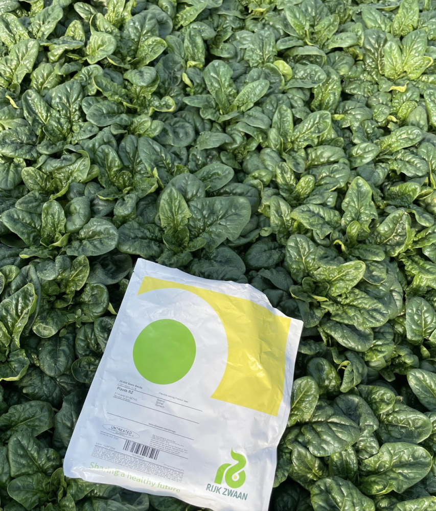 seminte spanac pizote 25000 seminte [2]