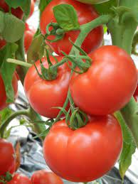 Seminte de tomate Kiveli F1 nedeterminate pentru solar si camp [2]