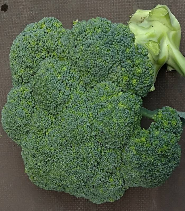 Seminte broccoli Stroboli F1 1000 seminte [2]