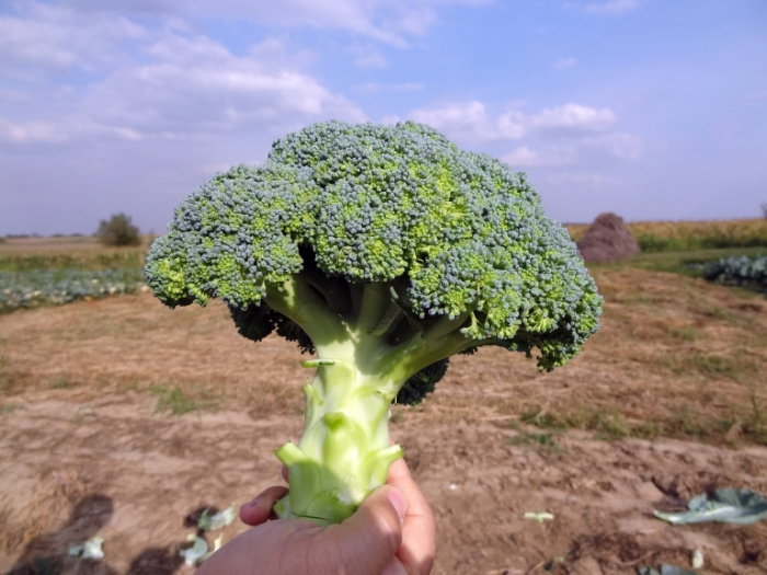 Seminte broccoli Stroboli F1 1000 seminte [1]