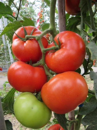 Tomate - Semințe de tomate nedeterminate Kessie F1 - Cora Seeds