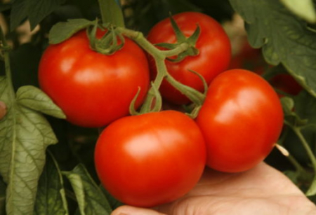 Tomate - Seminte tomate Alamina
