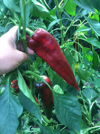 Ardei capia Teseo F1 500 seminte Enza Zaden [2]