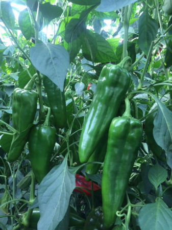 Ardei capia Teseo F1 500 seminte Enza Zaden [1]