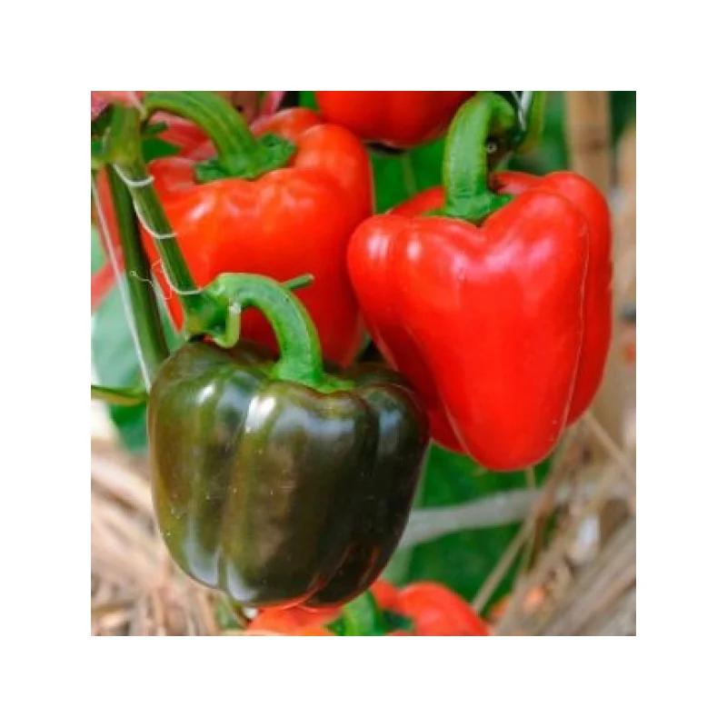 Ardei gras YOLO WONDER 10G PPZ [1]