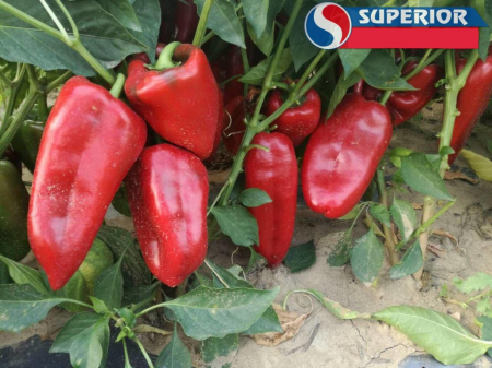 Ardei - Ardei kapia Ureche de elefant Slonovo Uvo - Superior Seeds