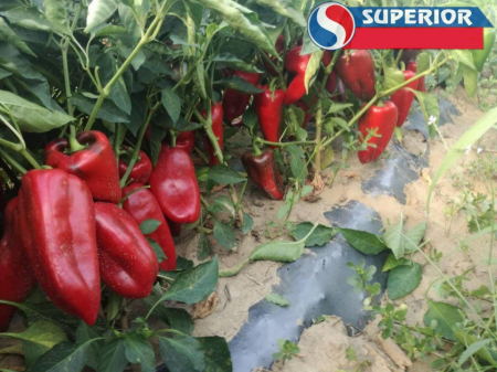 Ardei kapia Ureche de elefant Slonovo Uvo - Superior Seeds [1]