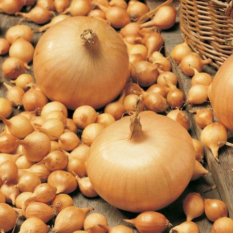 Ceapa - Arpagic ceapă galbenă Stuttgarter 8-21 mm sac 10 kg