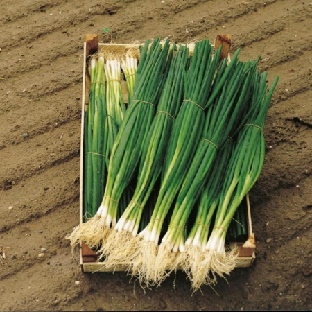 Ceapa - Ceapa verde Parade