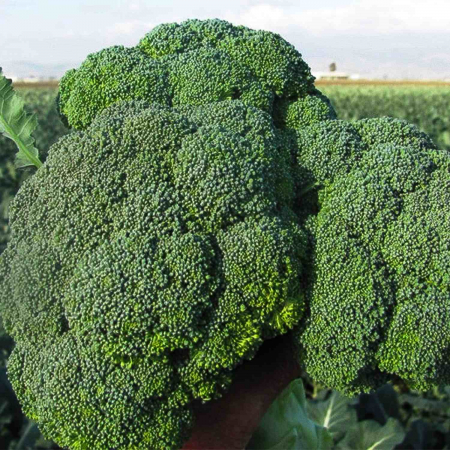 Broccoli - Seminte broccoli Brontolo F1 2500 seminte