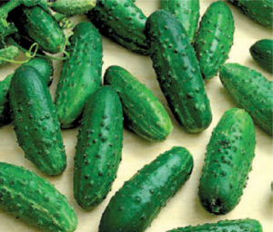 Seminte de legume - Castraveti cornichon Levina F1