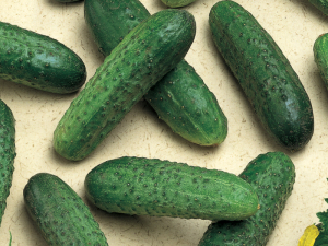 Seminte de legume - Castraveti cornichon Mirabelle F1