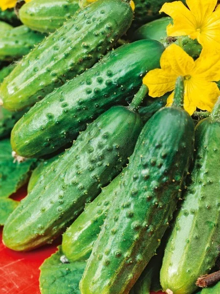 Castraveţi - Cornichon Paris Small Green  1.5 g [1]