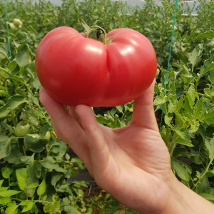 Tomate - Tomate Aphen F1 - Clause