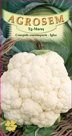 Conopida - Conopidă semitimpurie - Igloo 1 g