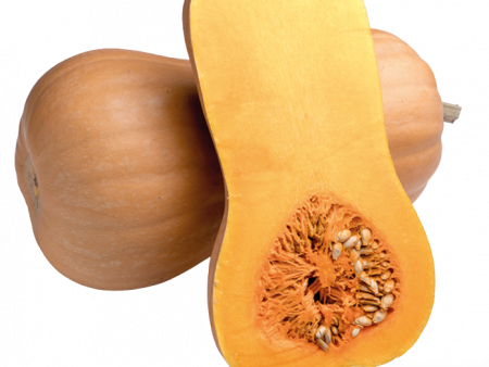 Dovleac - Dovleac Butternut Matilda F1 500 seminte Enza Zaden