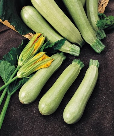 Seminte de legume - Dovlecel Ezra F1 100 g