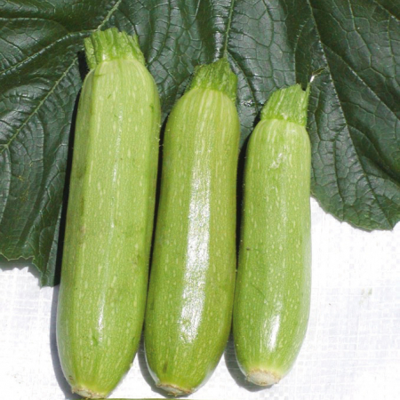 Seminte de legume - Dovlecel Romina F1