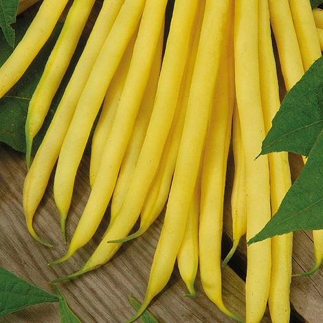 Fasole - Fasole pitica fideluta Maxidor 1000 gr.