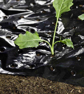 Folie de mulcire neagra Daios 150 microni 0.8 x 100 m [3]