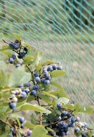 Folii si plase agricole - Plasa anti- pasari 20x100m 16g/mp 25x25 mm