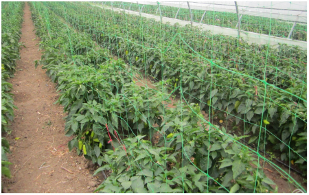 Seminte de legume - Plasa pentru castraveti inaltime 1.7m