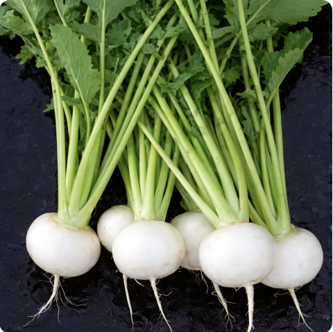 Ridichi - Ridichi Tokyo Cross F1, Takii, 25g